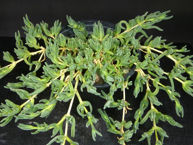 Sales plant (sample)